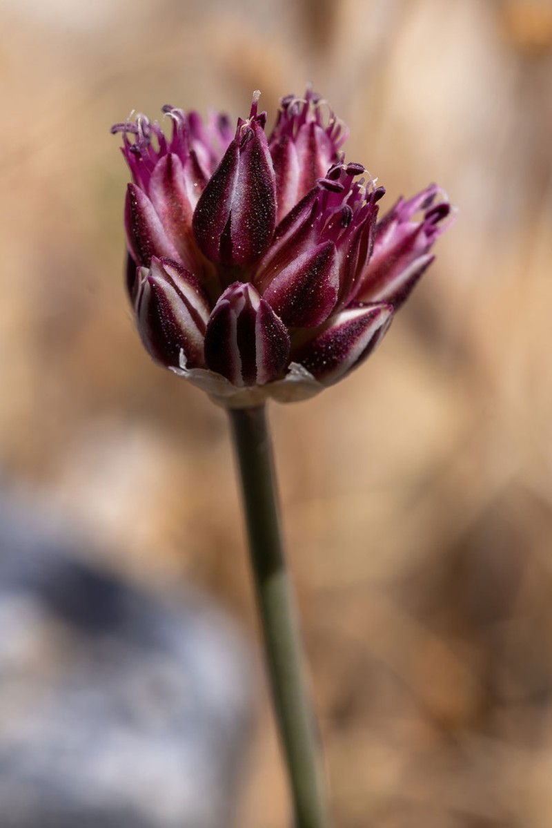 Allium rubrovittatum photo 4