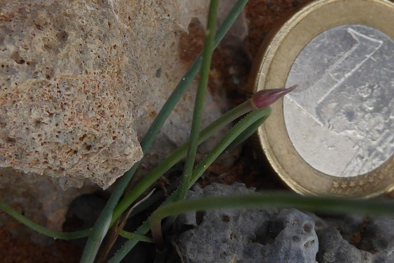 Allium rubrovittatum photo 5