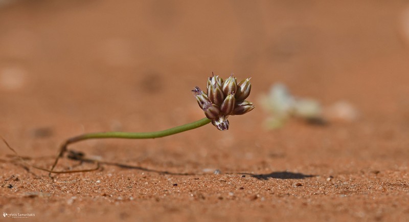 Allium rubrovittatum photo 6