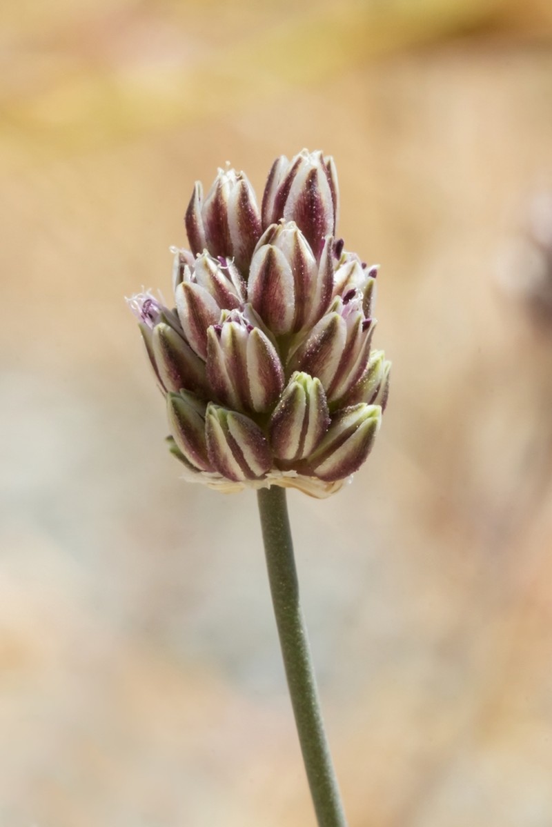 Allium rubrovittatum photo 7