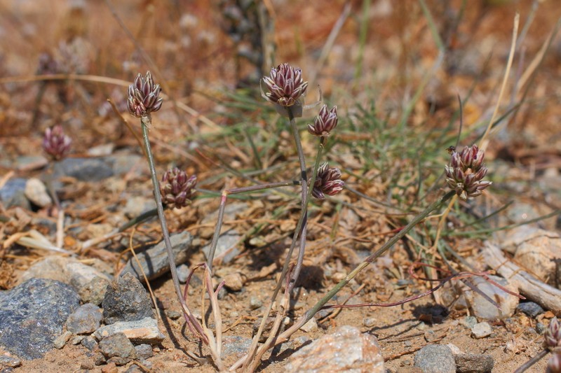 Allium rubrovittatum photo 8