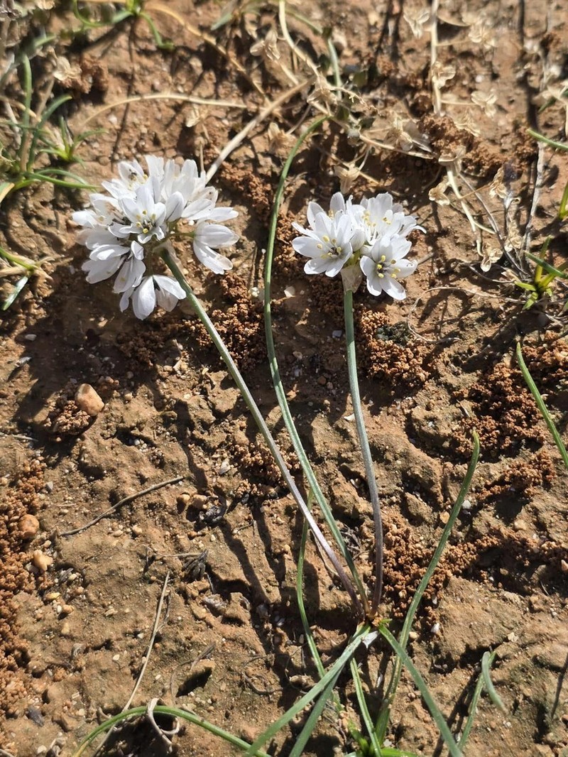 Allium ruhmerianum photo 2