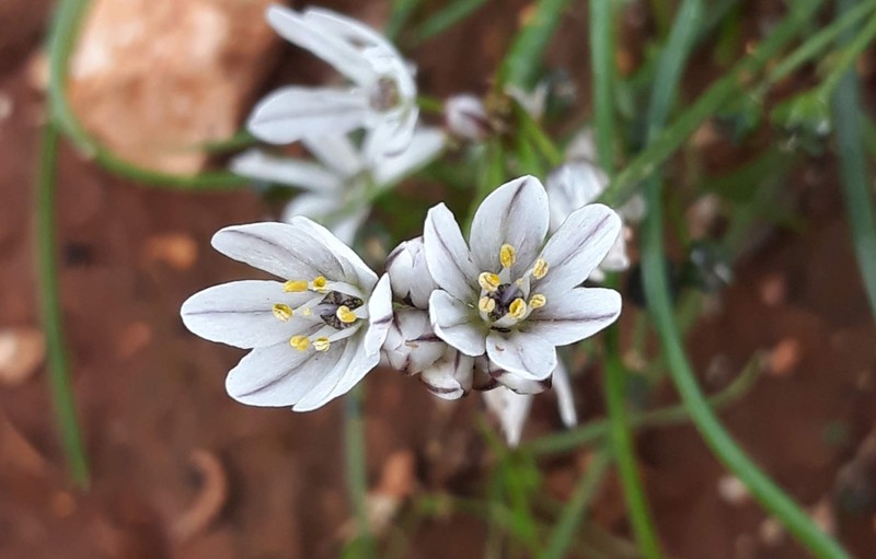 Allium ruhmerianum photo 3