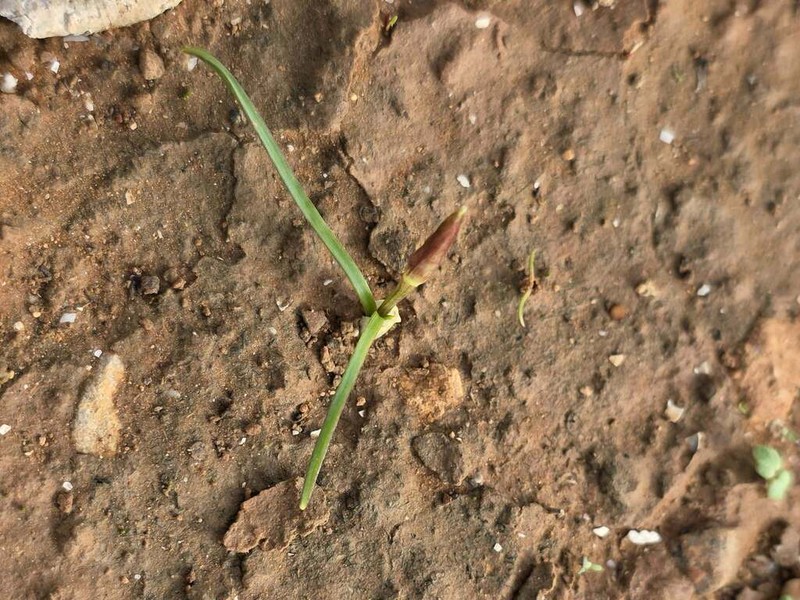 Allium ruhmerianum photo 4