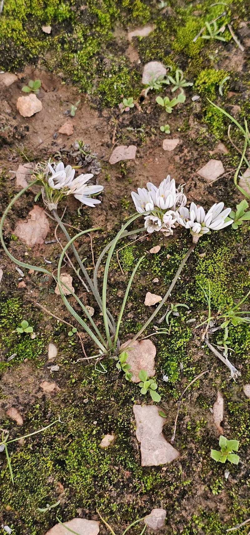 Allium ruhmerianum photo 5