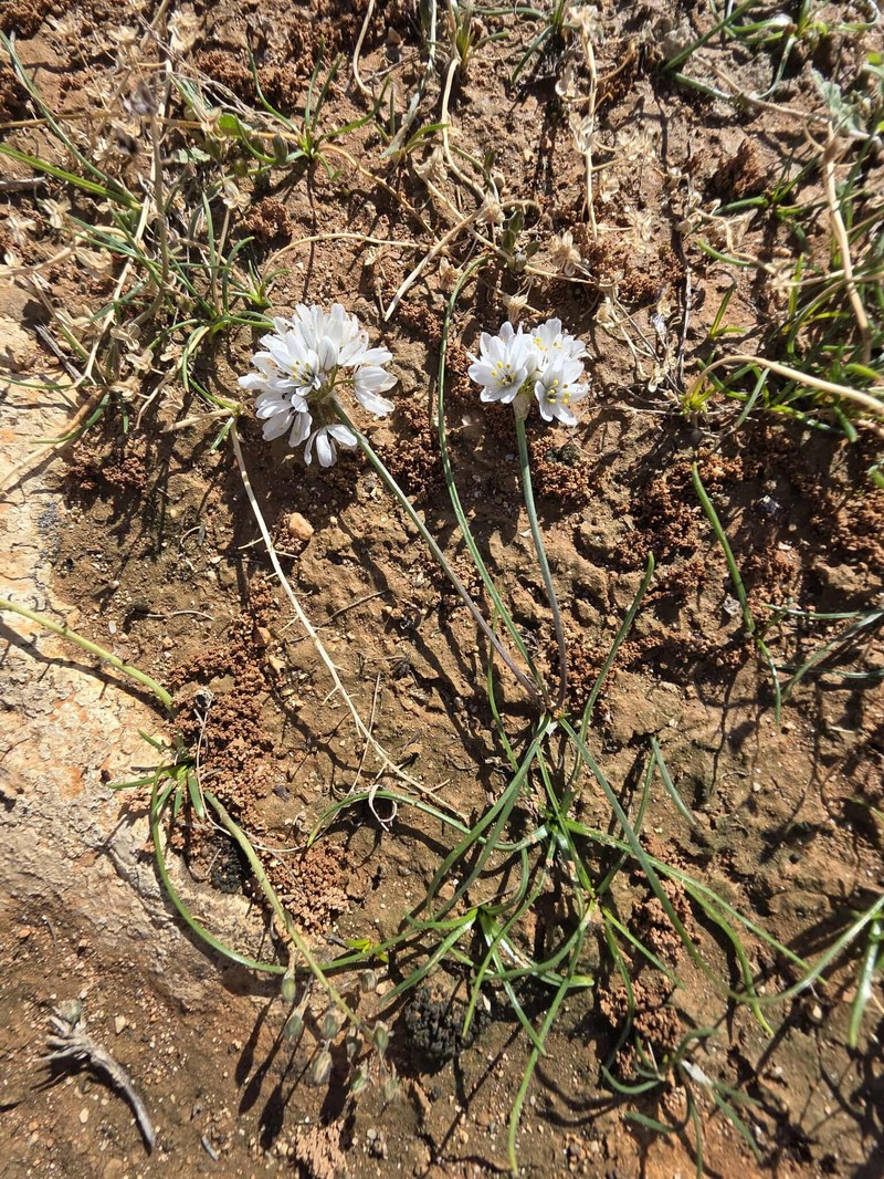 Allium ruhmerianum photo 6