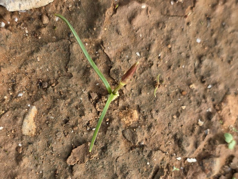 Allium ruhmerianum photo 7