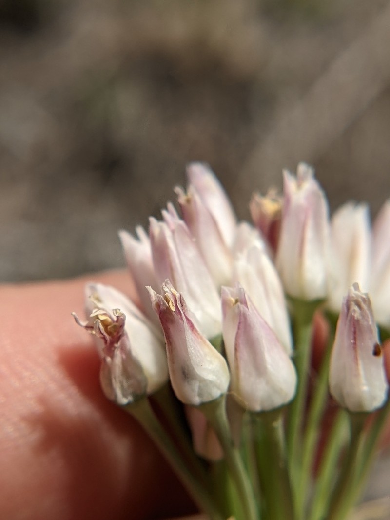 Runyon's Onion photo 3