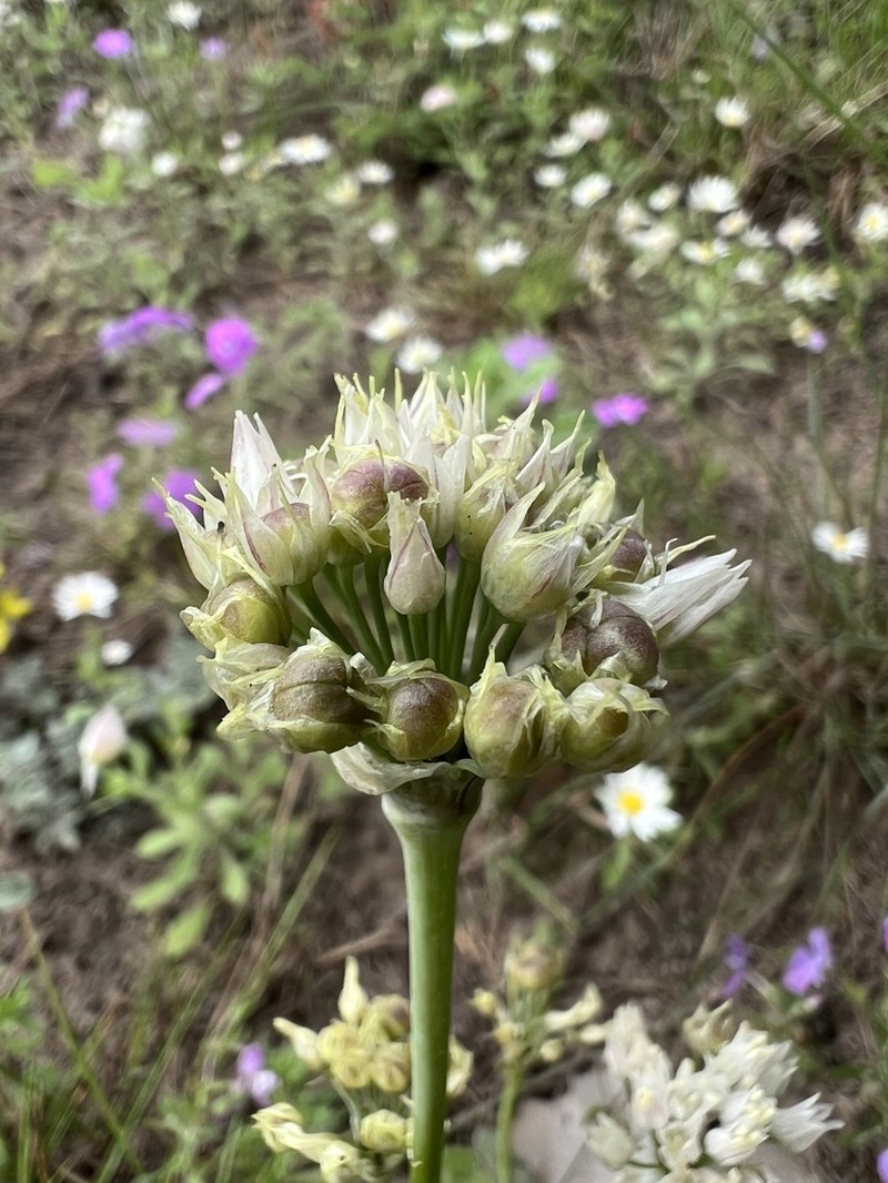Runyon's Onion photo 4