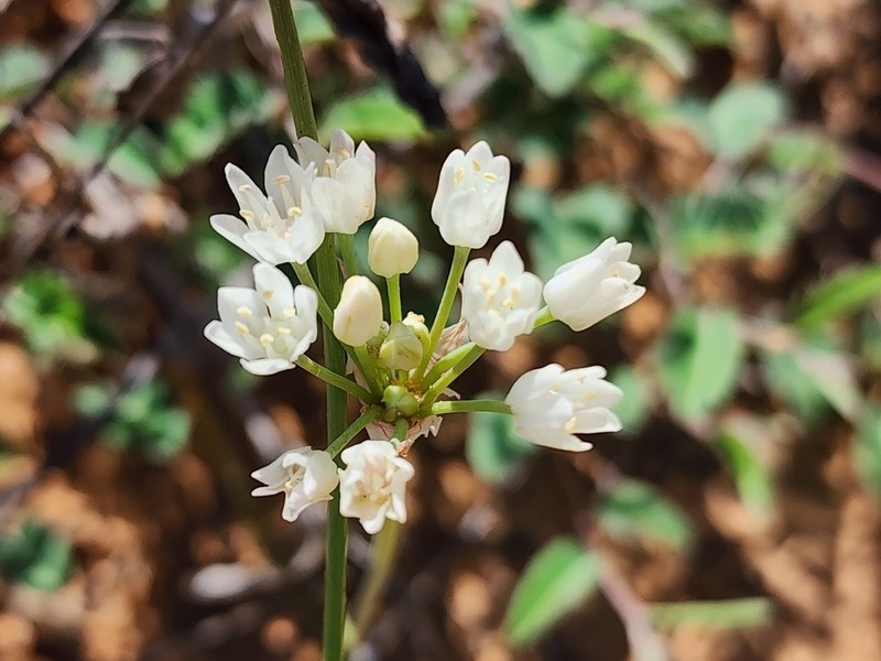 Runyon's Onion photo 5