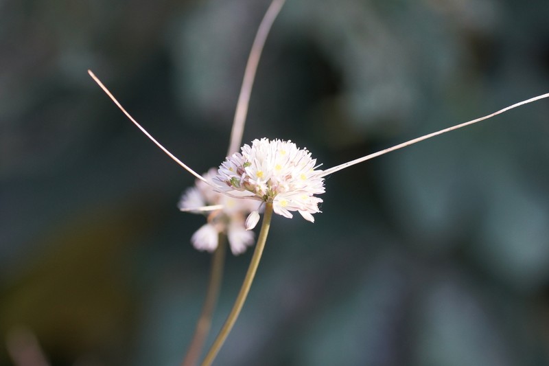 Allium rupestre photo 2