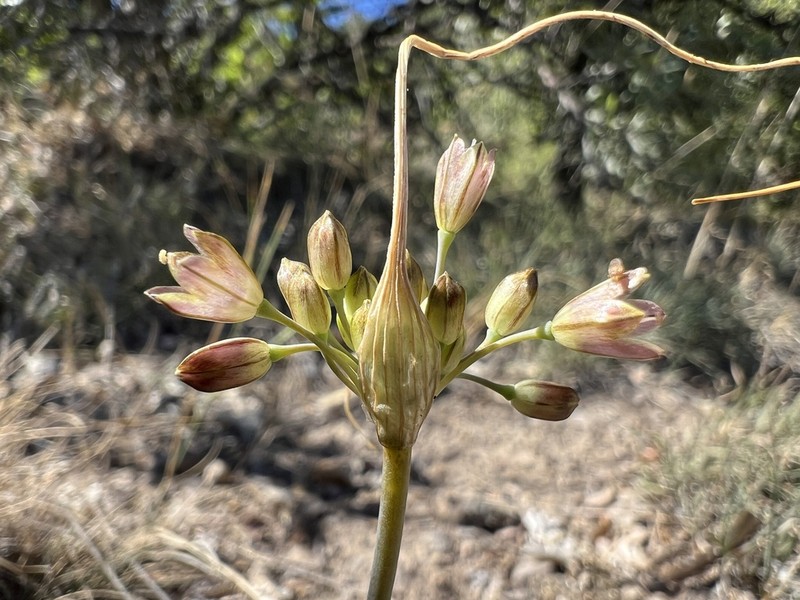 Allium rupestre photo 3