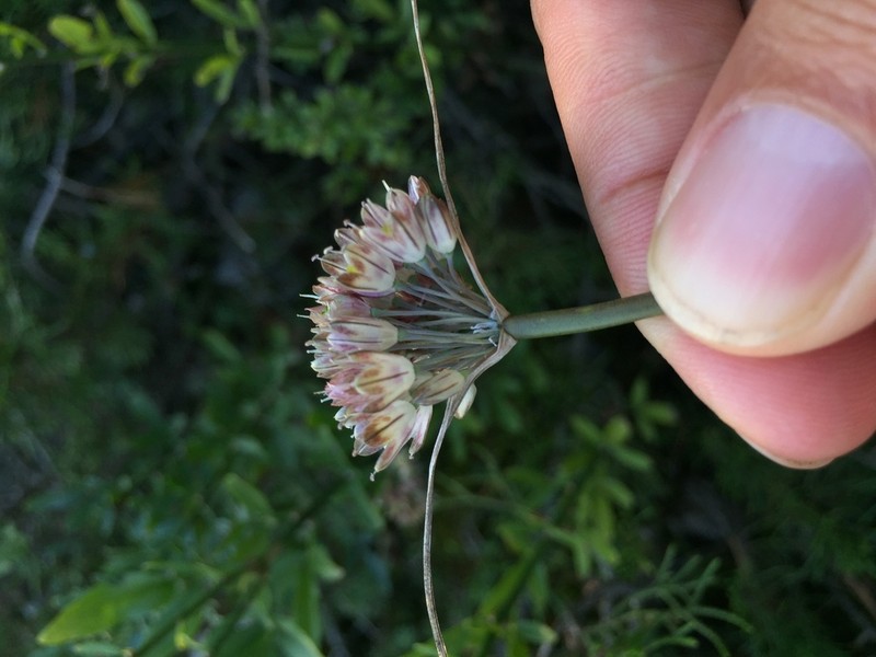 Allium rupestre photo 4