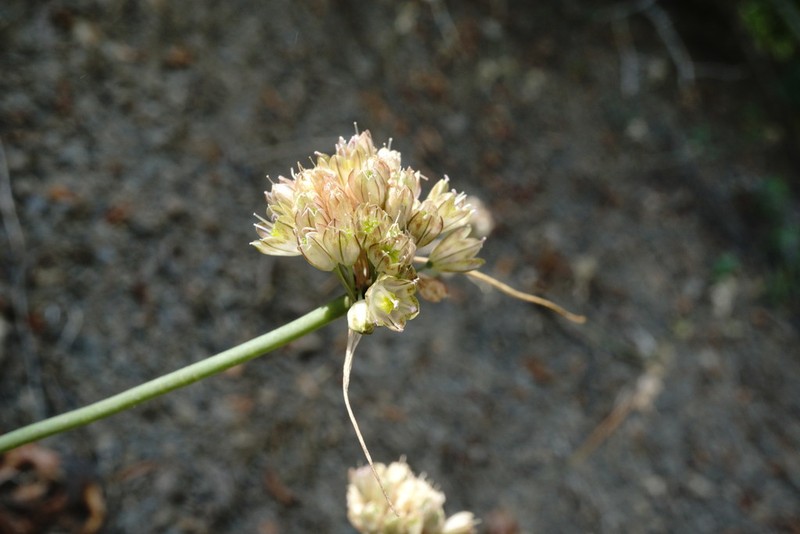Allium rupestre photo 5