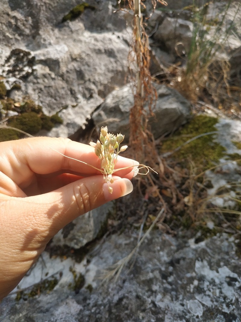 Allium rupestre photo 6