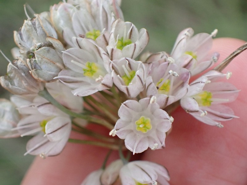 Allium rupestre photo 7