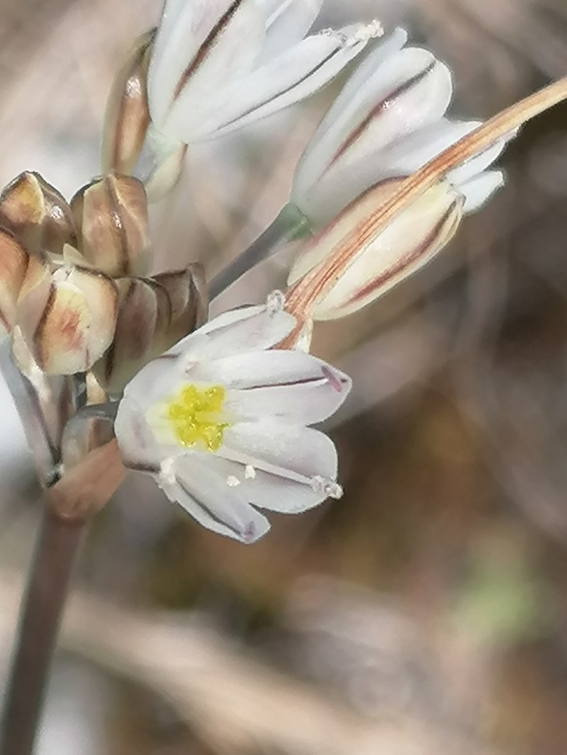 Allium rupestre photo 8