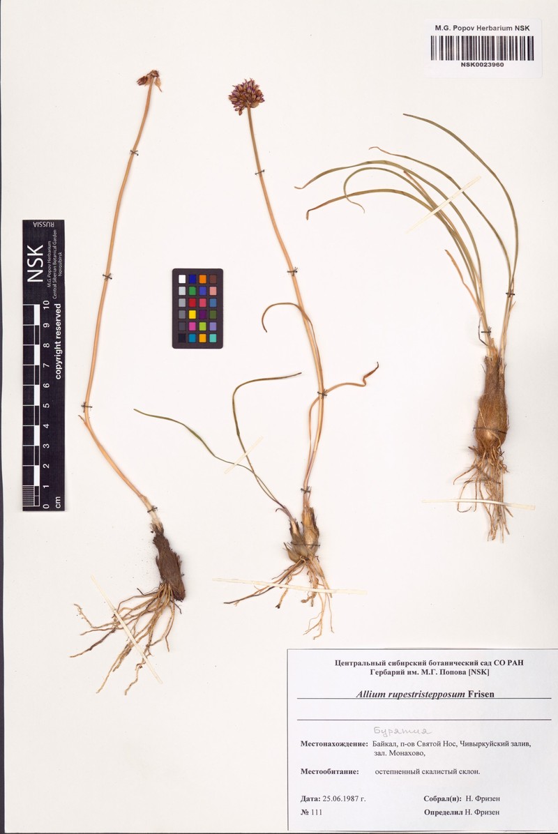 Allium rupestristepposum photo 2