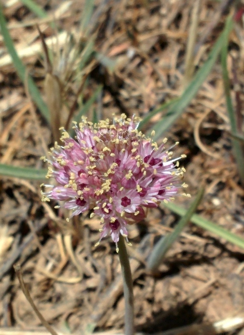 Allium rupicola
