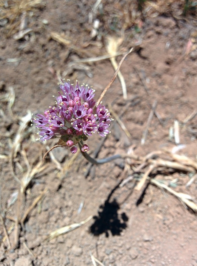 Allium rupicola photo 2