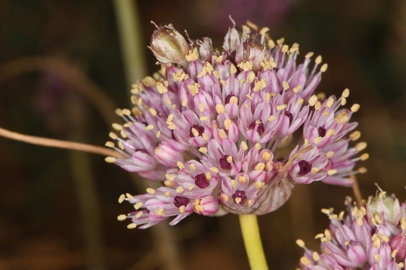 Allium rupicola photo 3