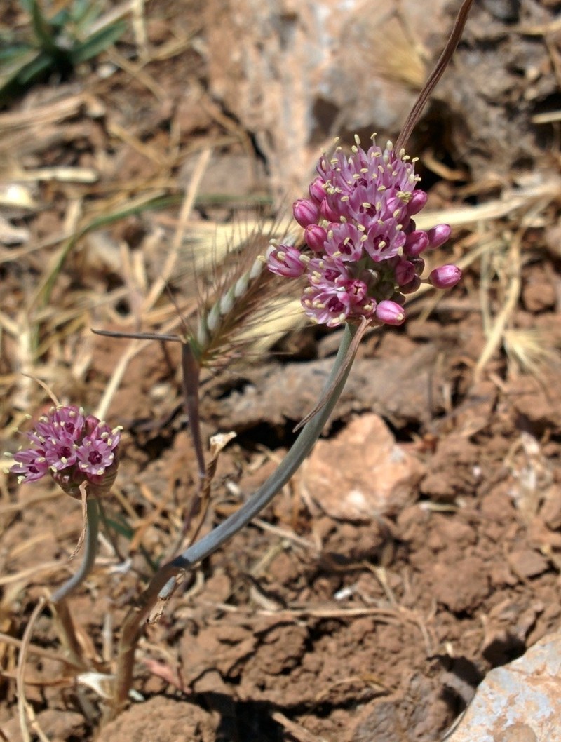 Allium rupicola photo 4