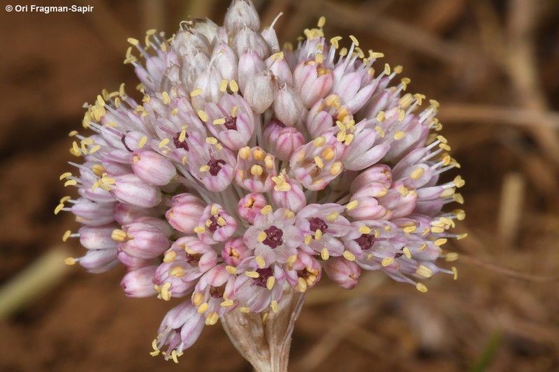 Allium rupicola photo 5