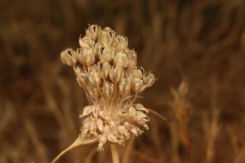 Allium rupicola photo 6
