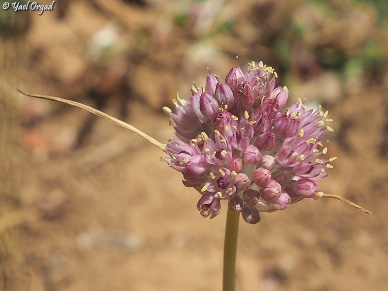 Allium rupicola photo 7