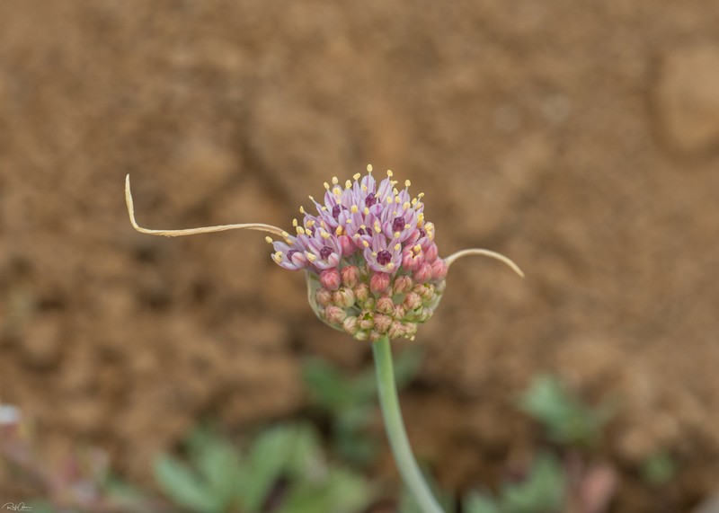 Allium rupicola photo 8