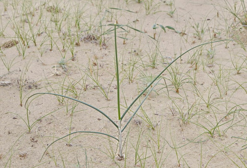 Allium sabulosum photo 4