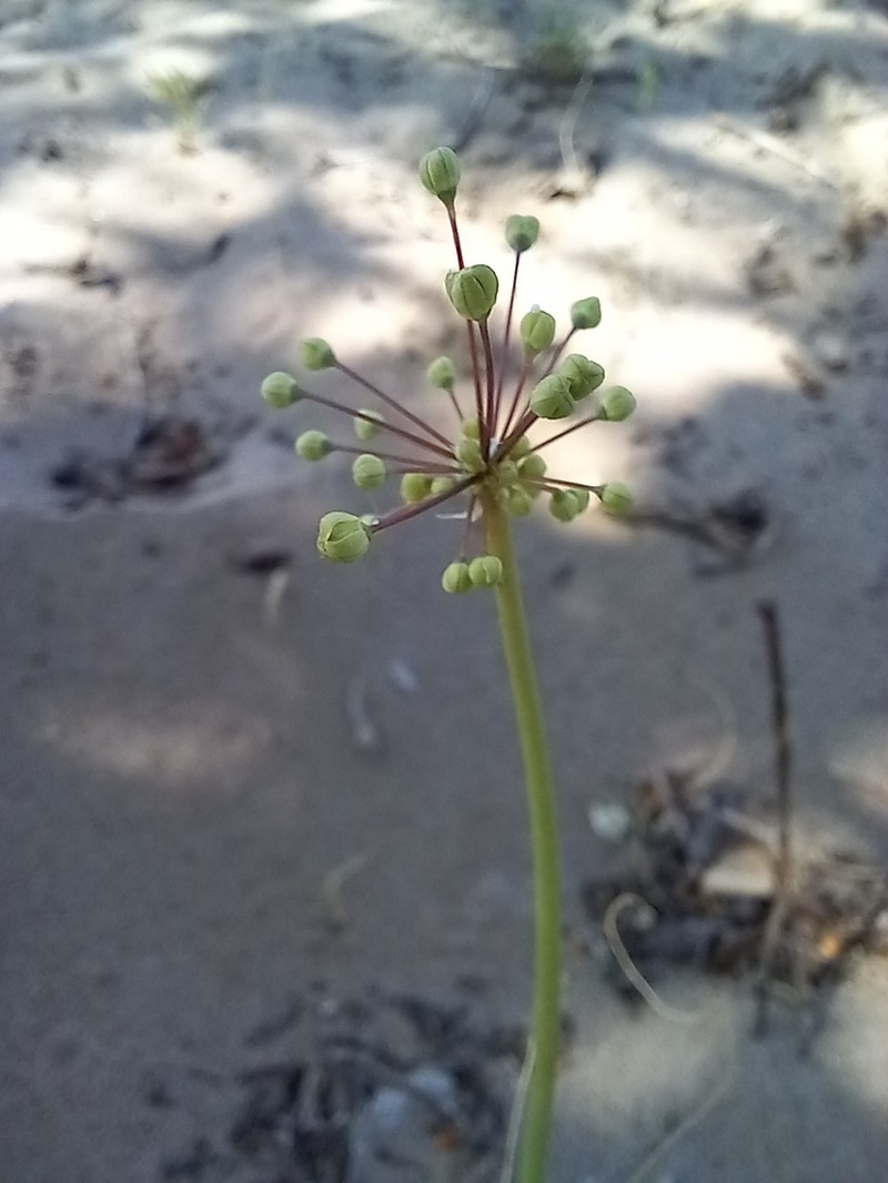 Allium sabulosum photo 5
