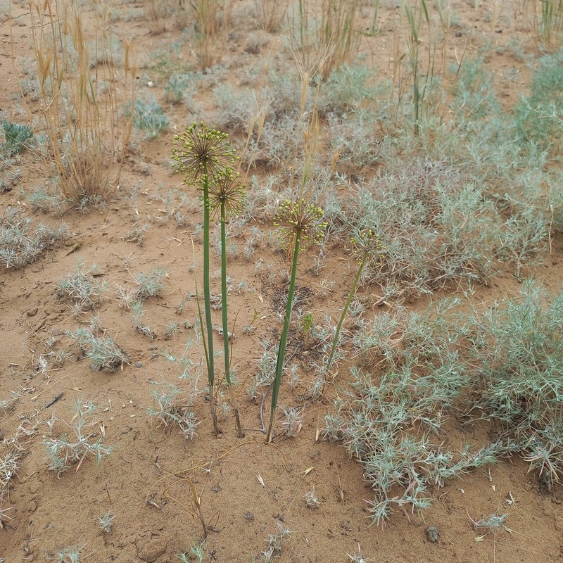 Allium sabulosum photo 6