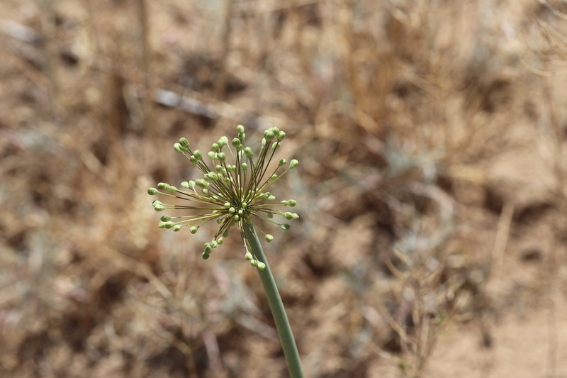 Allium sabulosum photo 7