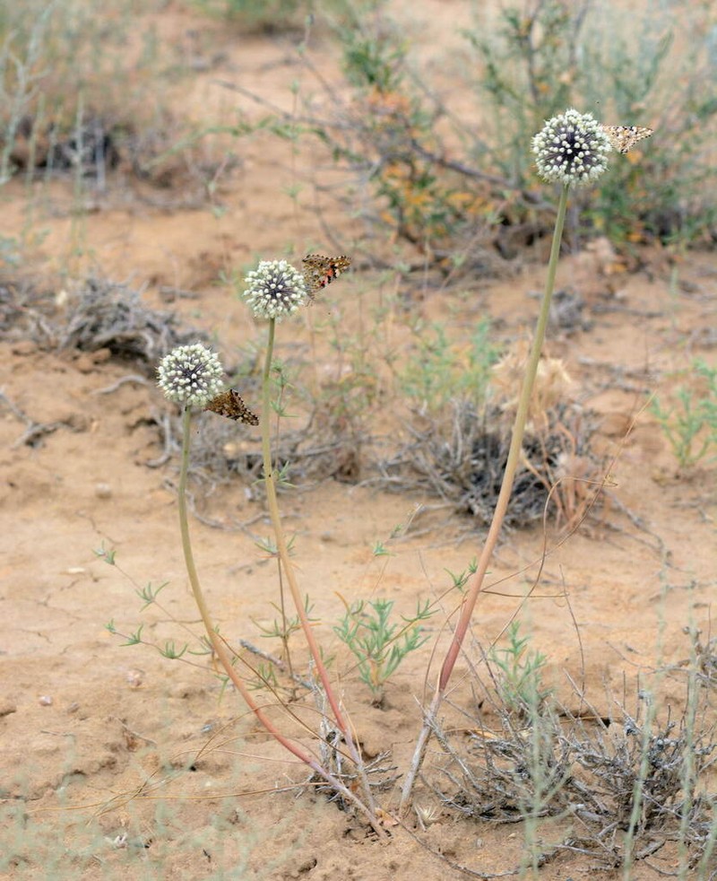 Allium sabulosum photo 8