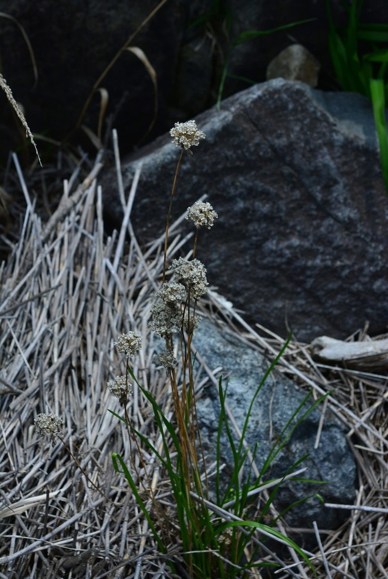 Allium sacculiferum photo 2
