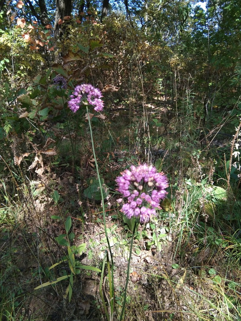 Allium sacculiferum photo 3