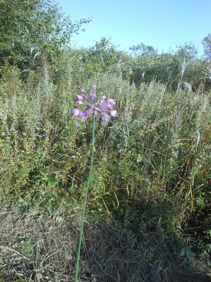 Allium sacculiferum photo 4