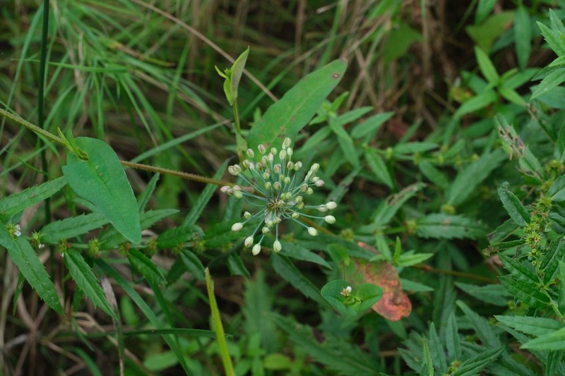 Allium sacculiferum photo 5