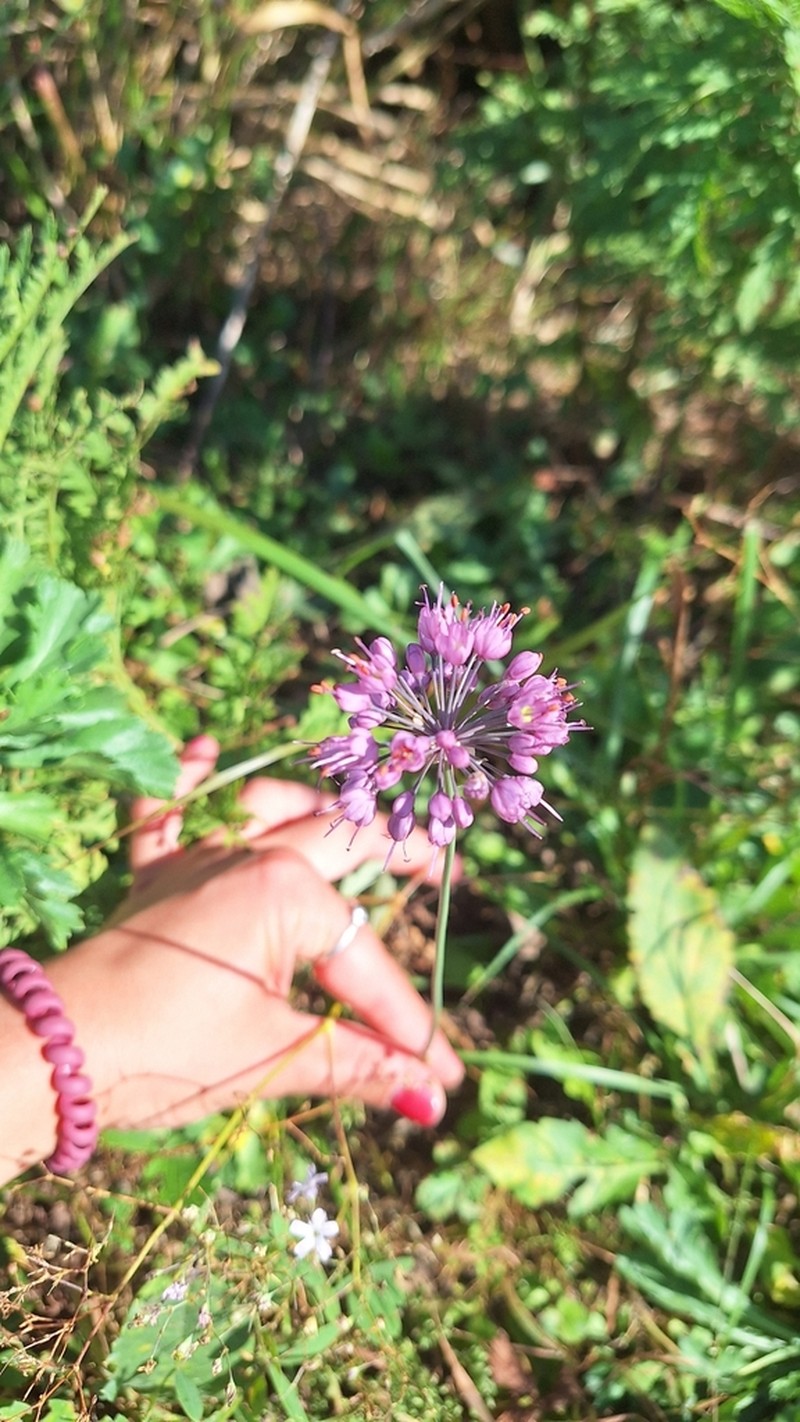 Allium sacculiferum photo 6