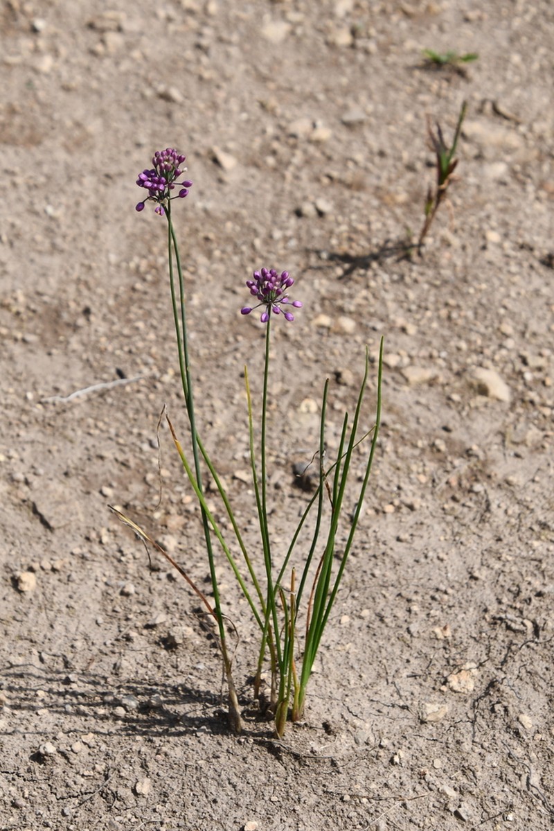 Allium sacculiferum photo 7