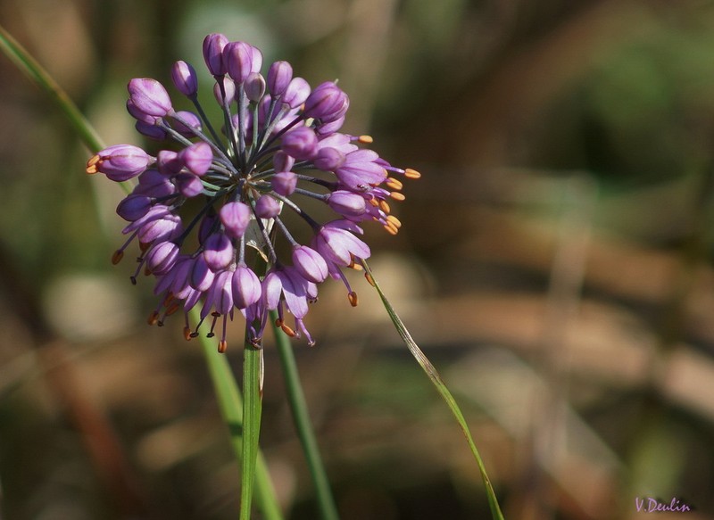 Allium sacculiferum photo 8