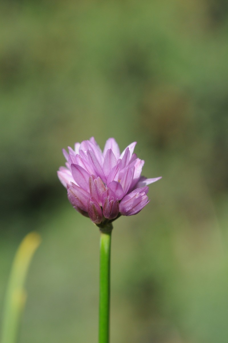 Allium sairamense photo 2