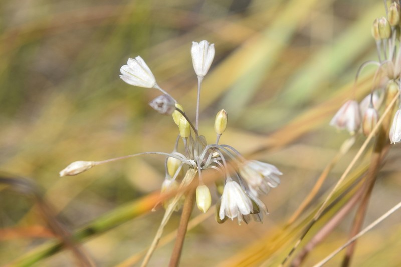 Allium salinum photo 2