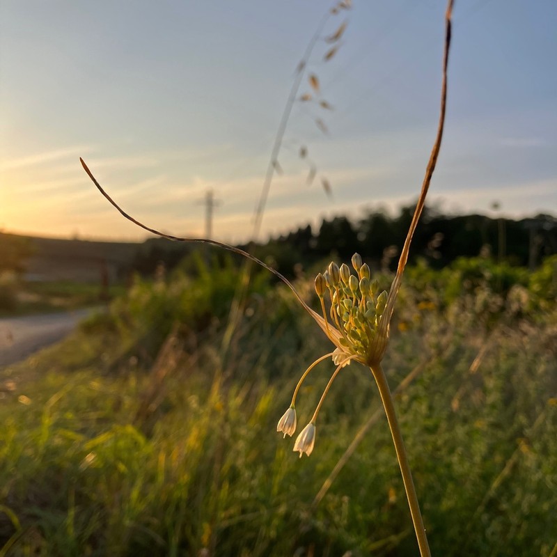 Allium salinum photo 3