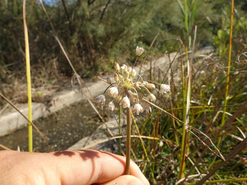 Allium salinum photo 5