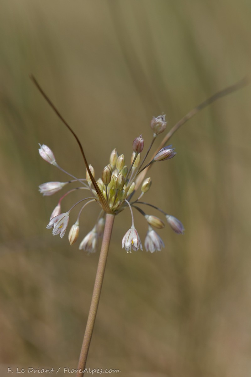 Allium salinum photo 6