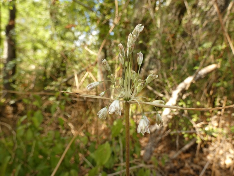 Allium salinum photo 8