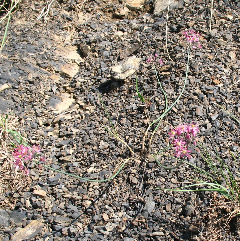 Allium samurense photo 2