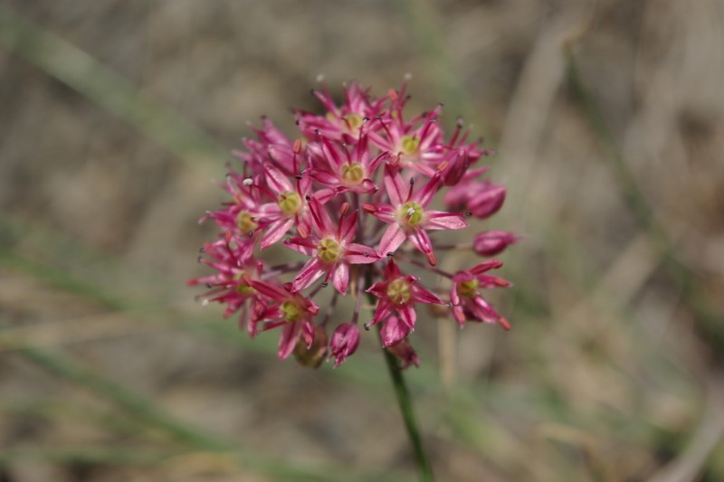 Allium samurense photo 3